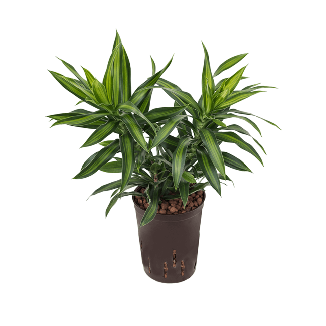 Hydroplant Pleomele (Dracaena) Reflexa Song Of Jamaica