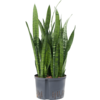 Hydroplant Sansevieria Zeylanica