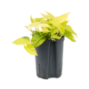 Hydroplant Scindapsus (Epipremnum) Golden Pothos