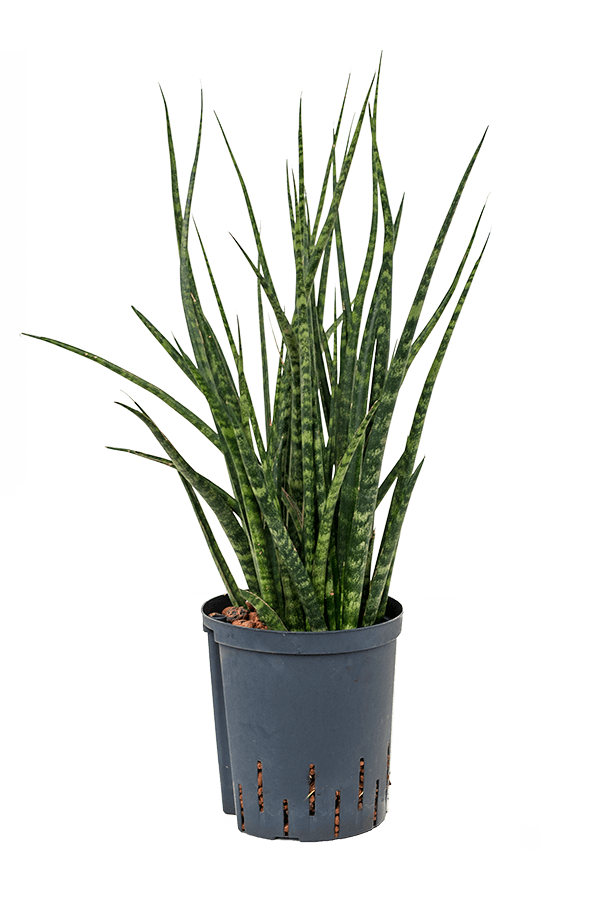 Hydroplant Sansevieria Kirkii Fernwood