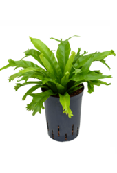 Hydroplant Asplenium Antiquum Amy