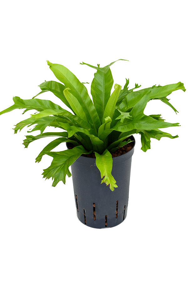 Hydroplant Asplenium Antiquum Amy