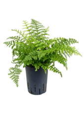 Hydroplant Asplenium Dimorphum Parvati