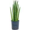 Hydroplant Sansevieria Cylindrica Tower