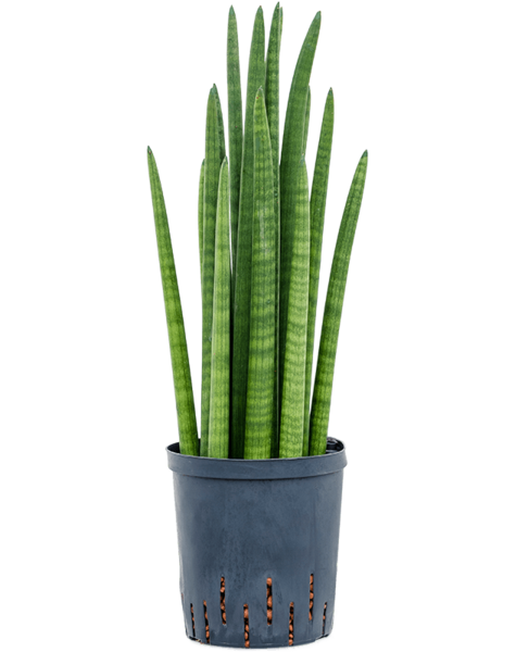 Hydroplant Sansevieria