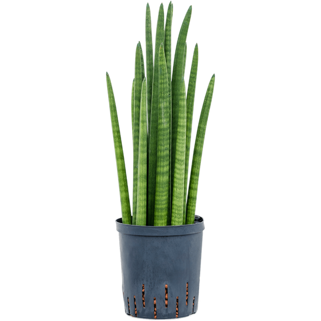 Hydroplant Sansevieria Cylindrica Tower