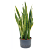 Hydroplant Sansevieria Trifasciata Laurentii