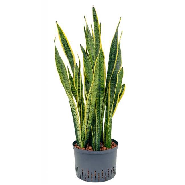 Hydroplant Sansevieria Trifasciata Laurentii