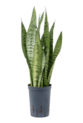 Hydroplant Sansevieria Zeylanica