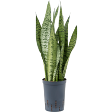 Hydroplant Sansevieria