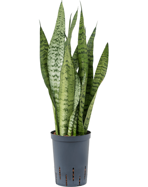 Hydroplant Sansevieria