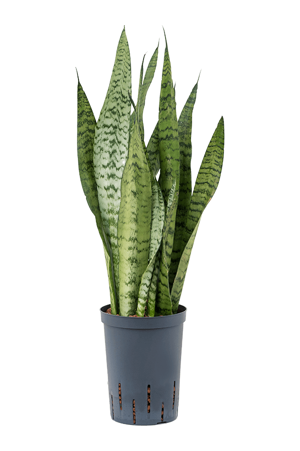 Hydroplant Sansevieria Zeylanica