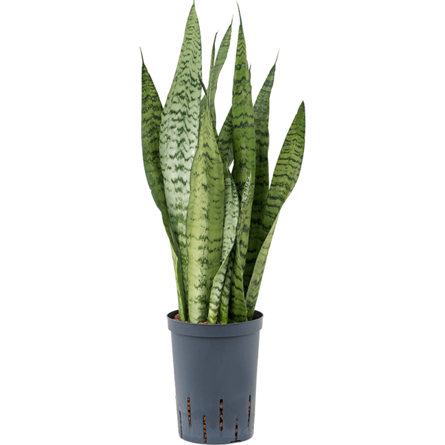 Hydroplant Sansevieria Zeylanica