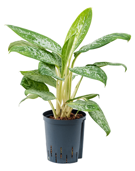 Hydroplant Aglaonema