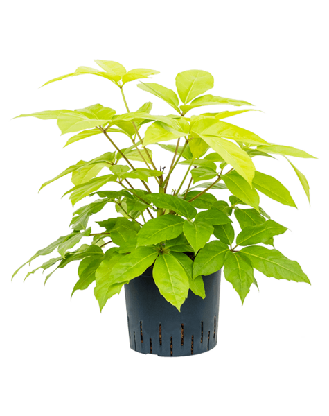 Hydroplant Schefflera