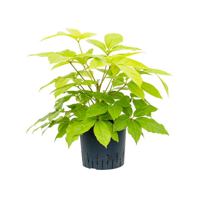 Hydroplant Schefflera Actinophylla Golden Amate