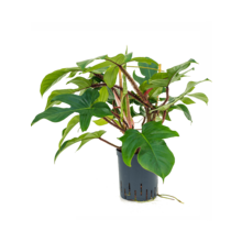 Hydroplant Philodendron Squamiferum