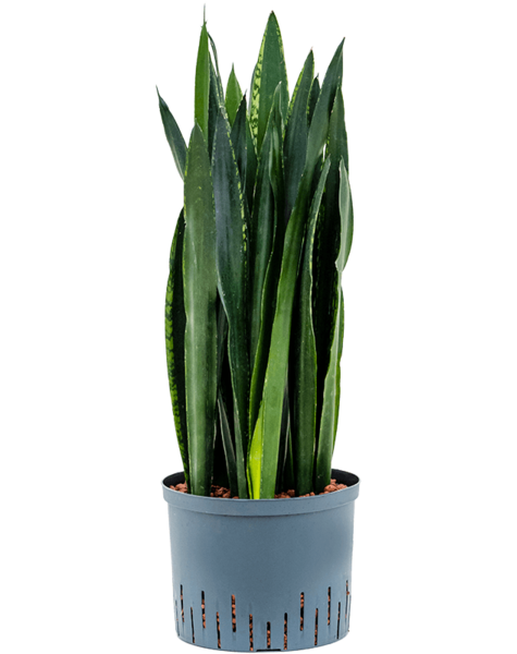 Hydroplant Sansevieria