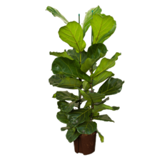 Hydroplant Ficus