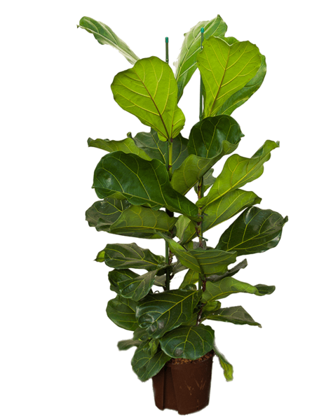 Hydroplant Ficus