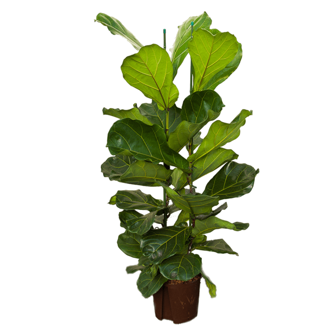 Hydroplant Ficus Lyrata