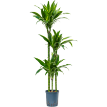 Hydroplant Dracaena