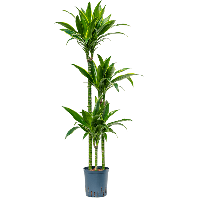 Hydroplant Dracaena Fragrans Arturo