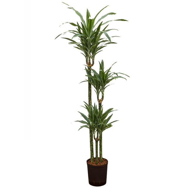 Hydroplant Dracaena Deremensis Warneckei