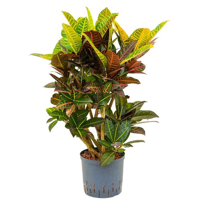 Hydroplant Croton (Codiaeum) Variegatum Petra