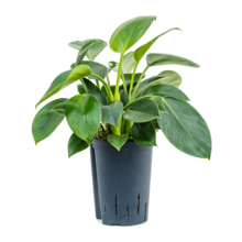 Hydroplant Philodendron Green Princess