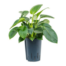 Hydroplant Philodendron