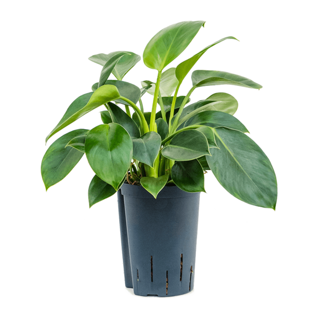 Hydroplant Philodendron Green Princess