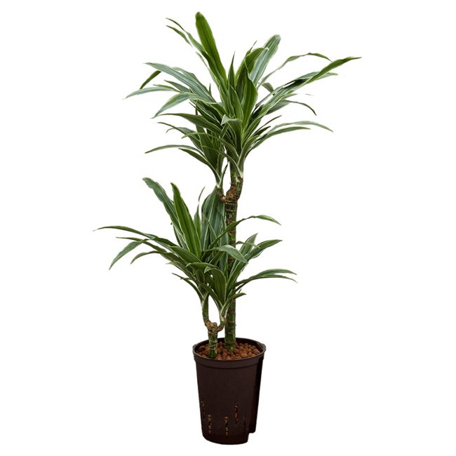 Hydroplant Dracaena Deremensis Warneckei