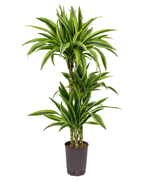 Hydroplant Dracaena