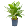 Hydroplant Aglaonema Silver Bay