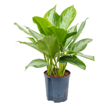 Hydroplant Aglaonema