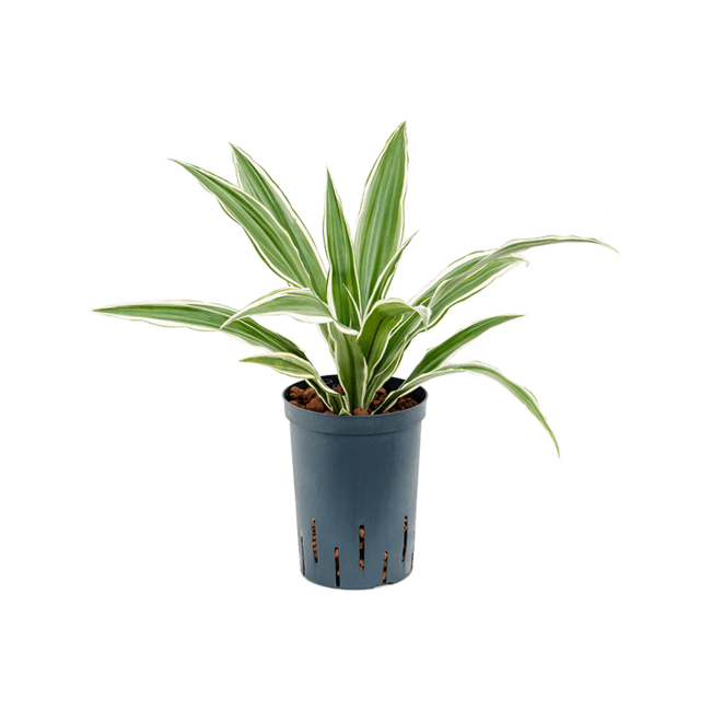 Hydroplant Dracaena Deremensis White Stripe