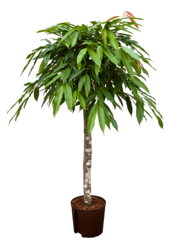 Hydroplant Ficus Binnendijkii Amstel King