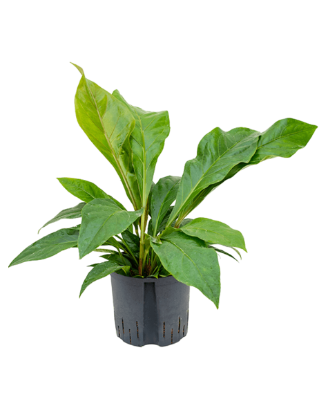 Hydroplant Anthurium