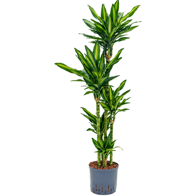 Hydroplant Dracaena Fragrans Cintho