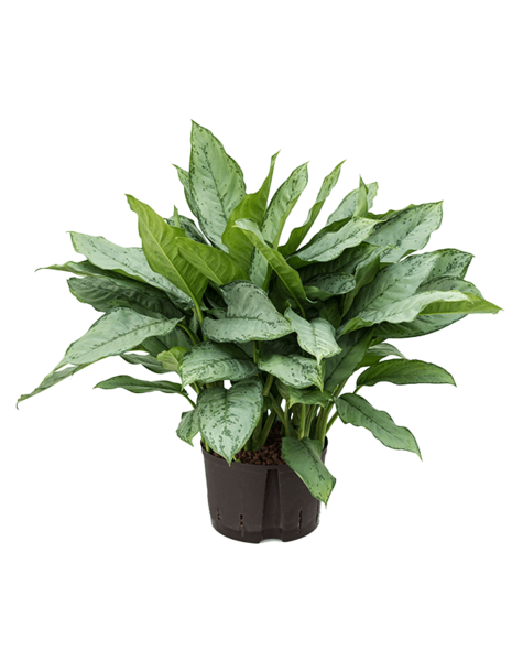 Hydroplant Aglaonema