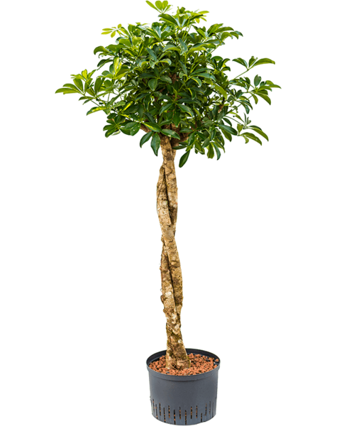 Hydroplant Schefflera