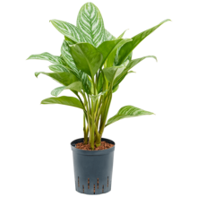 Hydroplant Aglaonema