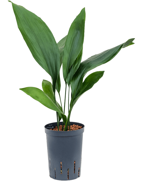 Hydroplant Aspidistra