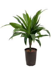 Hydroplant Dracaena Fragrans Janet Craig