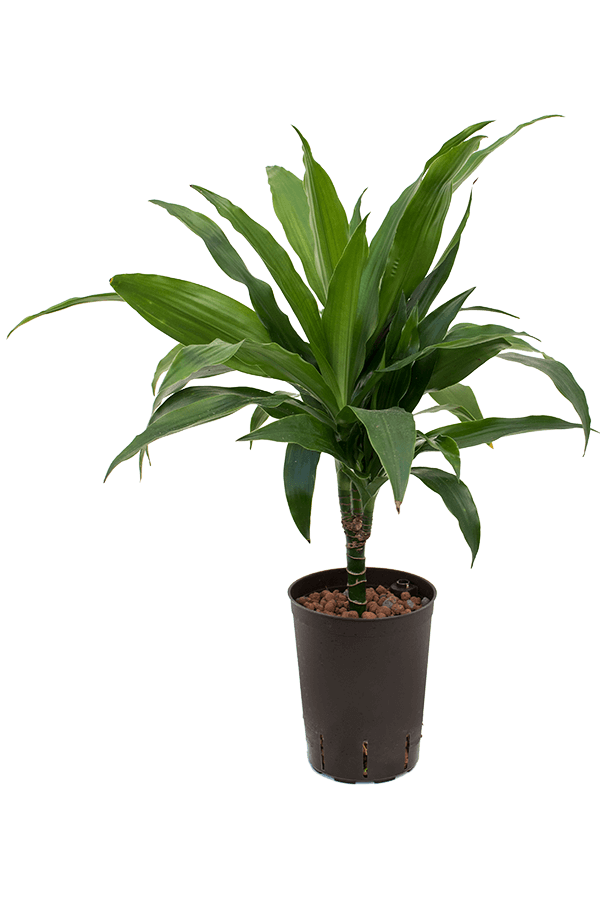 Hydroplant Dracaena Fragrans Janet Craig