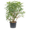 Hydroplant Schefflera Arboricola Compacta