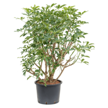 Hydroplant Schefflera