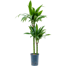 Hydroplant Dracaena