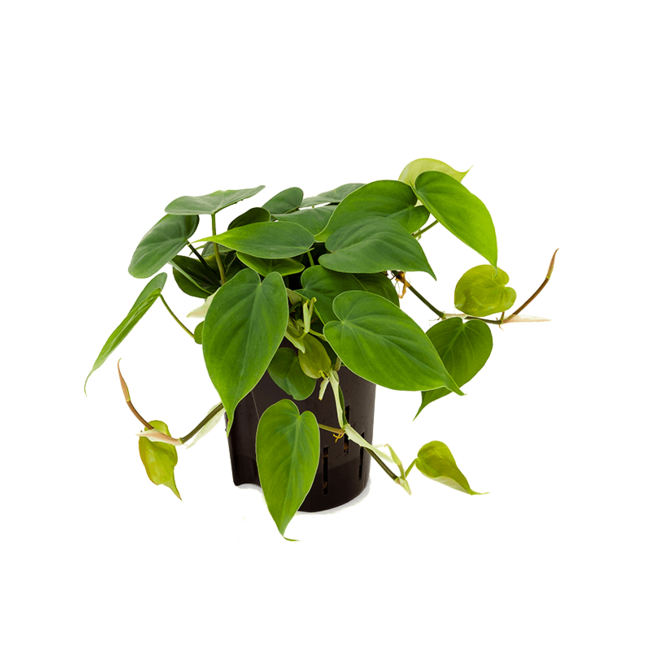 Hydroplant Philodendron Scandens